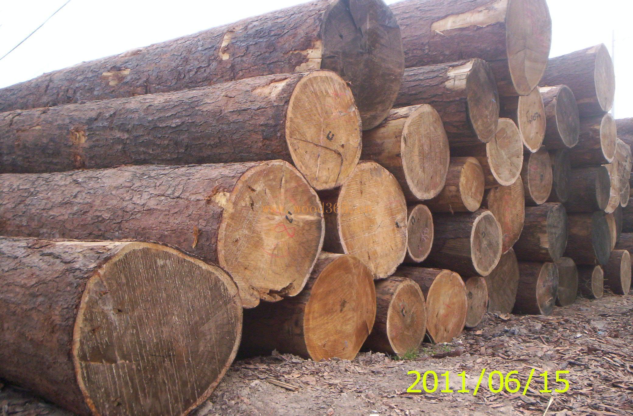 紅松原木、樟子松原木、落葉松原木與雜木——德州木材總公司的多元化供應與服裝服飾批發