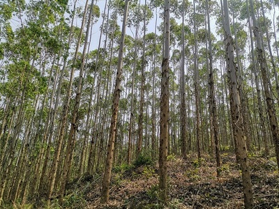 高峰林場上半年完成木材銷售任務(wù)85%，多元經(jīng)營助力穩(wěn)健發(fā)展